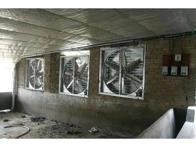 负压排风机应用在养鸡场的用途