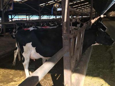 畜牧养殖场安装工业大风扇降温工程案例